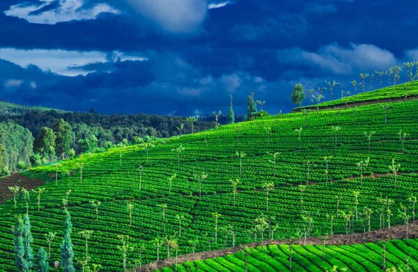 OOTY TOUR PACKAGE 03 NIGHTS & 04 DAYS